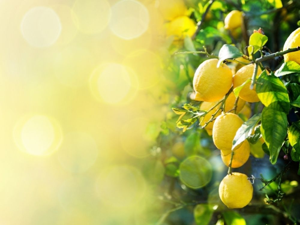 Meine Orangerie Amalfi Zitronenbaum Mezzo - echte Amalfi-Zitrone (Sfusato Amalfitano) - fruchtreife Zitruspflanze - veredelte Zitrone