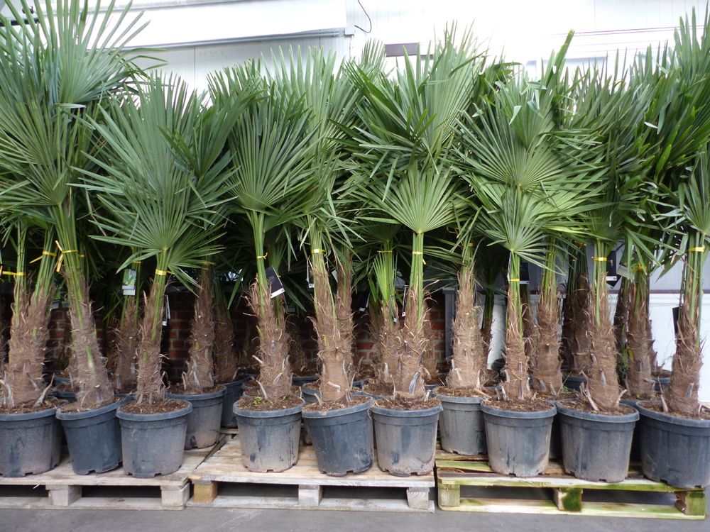 XXL+ Palme winterhart 170 - 190 cm Trachycarpus fortunei, Hanfpalme,