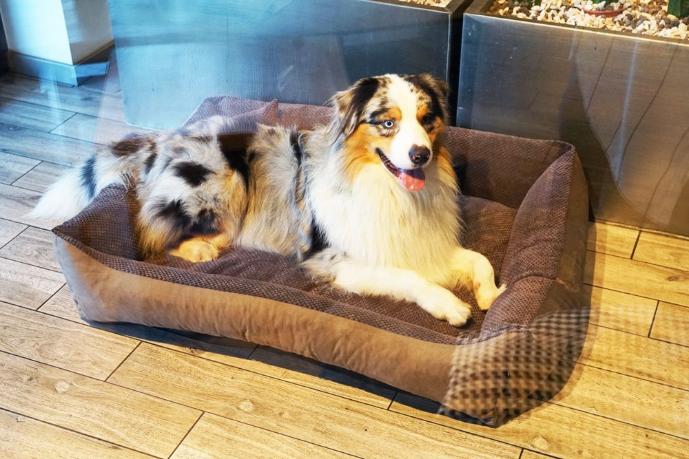 4L Textil TEO Hundekorb mittelgroße Hunde Kuscheliges Hundebett mit Bezug Hundekissen flauschig Hundekörbchen Hundesofa (80x60 cm, Braun)