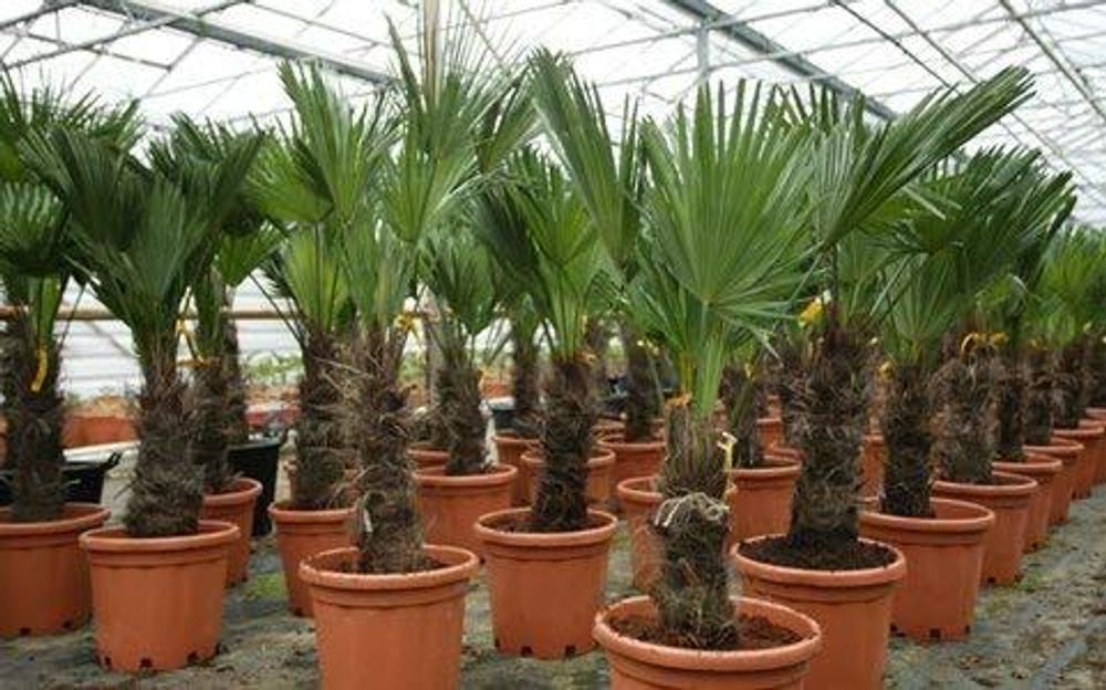 Seltene Trachycarpus Wagnerianus Hanfpalme bis 120 cm Höhe Frosthart bis -19 Grad