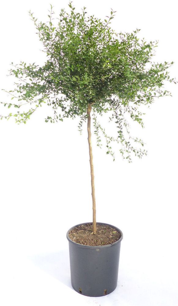 Australische Fingerlimette 120 cm - Kaviar Limette - Caviar-Limette - Microcitrus australasica