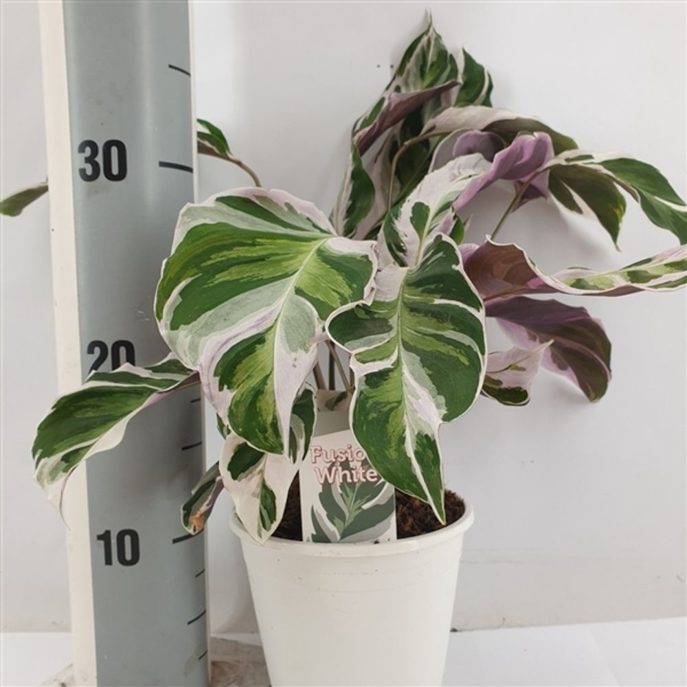 Calathea Fusion White 40-60 cm – Korbmarante Zimmerpflanze, Haustierfreundlich, Pflegeleicht, Dekorativ für Wohnzimmer & Büro