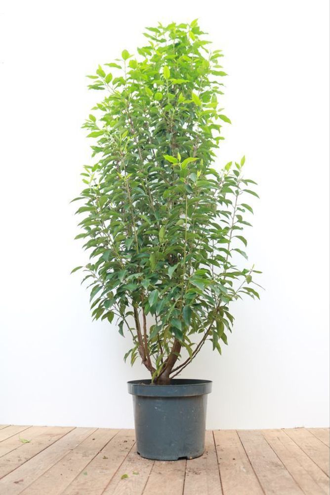 Prunus lusitanica 'Angustifolia', Portugiesischer Lorbeer, 100–125 cm