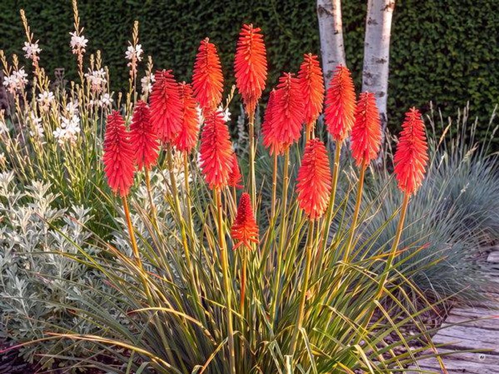 Kniphofia 'Redhot Popsicle'