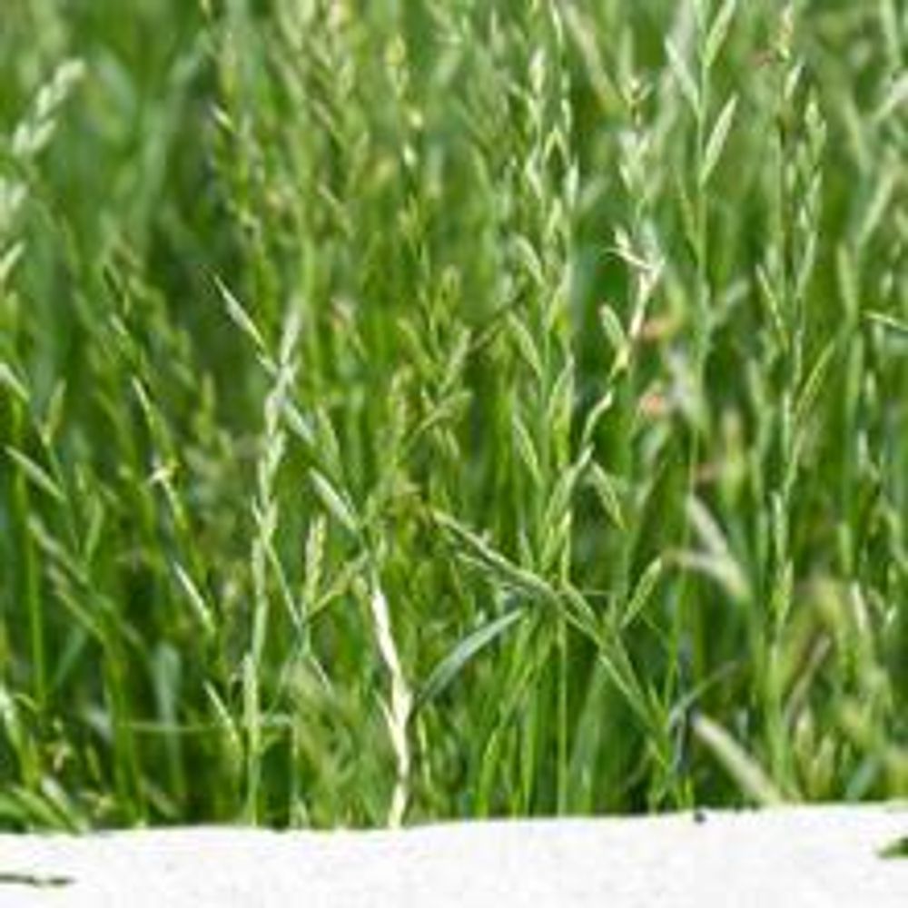 1kg Premium Rasensamen für Profis 40m², Zierrasen Superrasen, besonders dichtwachsend und tiefgrün, ideal für Neuansaat und Nachsaat, Rasensaat Grassamen