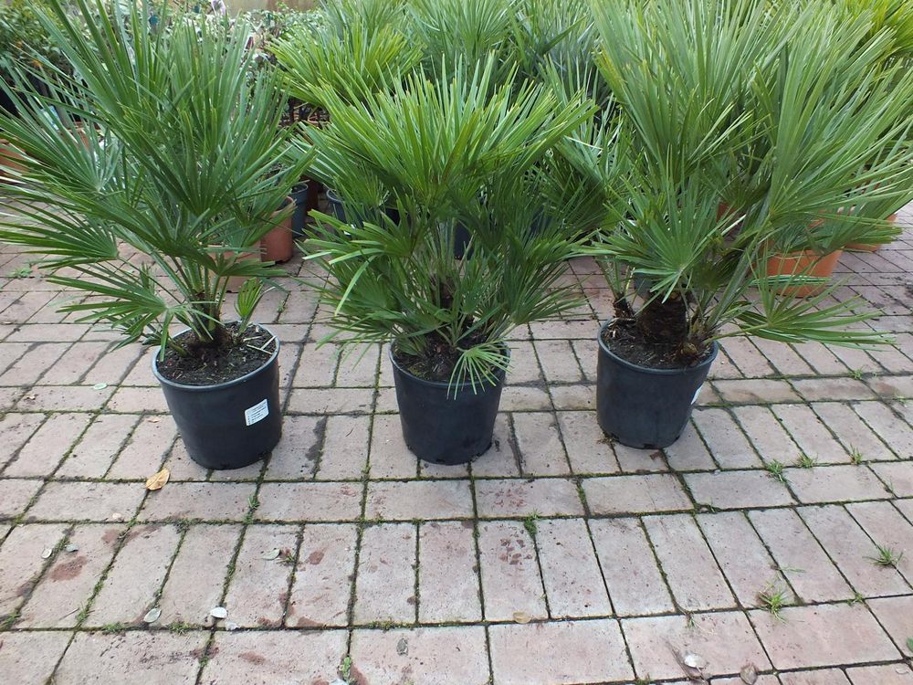2er Set Winterharte Zwergpalme 70-90 cm Chamaerops humilis Eine der kältetolerantesten Palmenarten in Europa