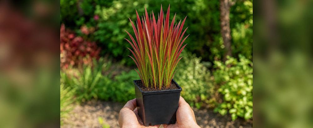 Hände halten den eckigen schwarzen 11 × 11-cm-Anzuchttopf mit rot-grüner Jungpflanze
