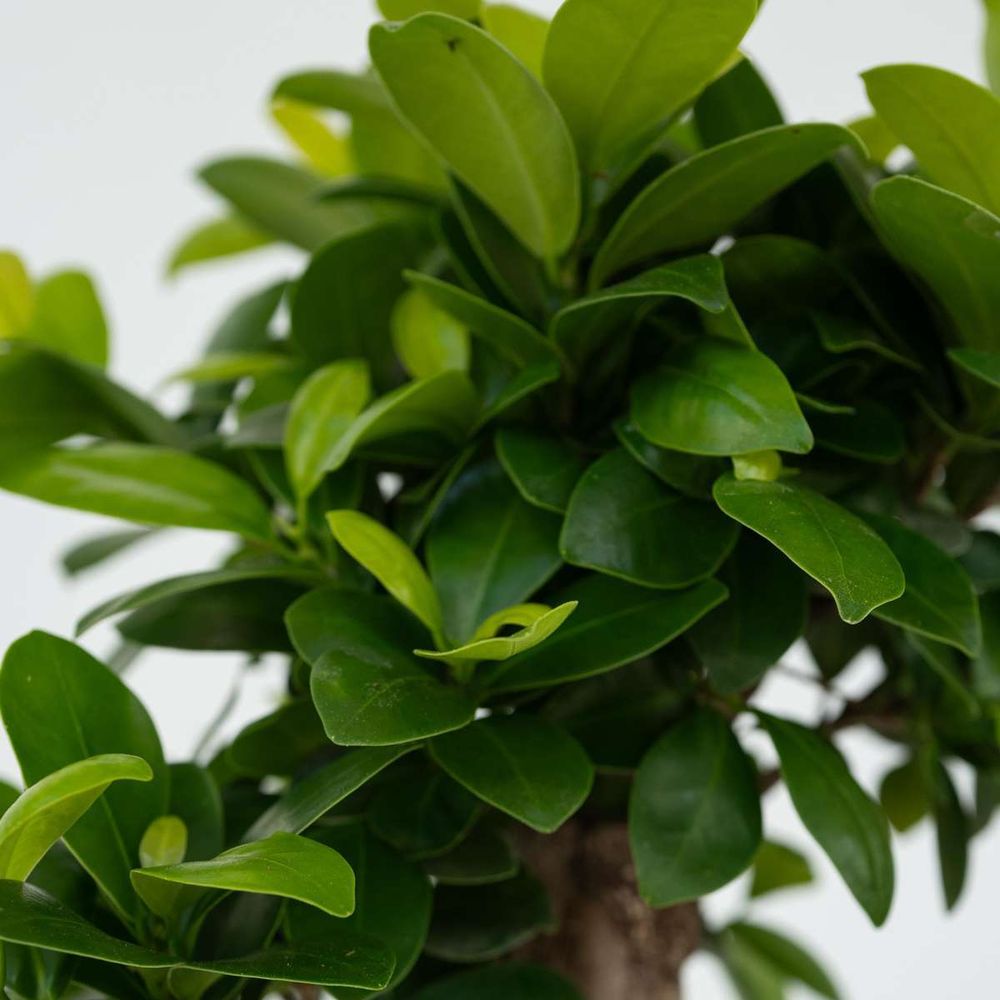 Bonsaibaum - Ficus microcarpa - Höhe 30-40cm - ⌀12cm