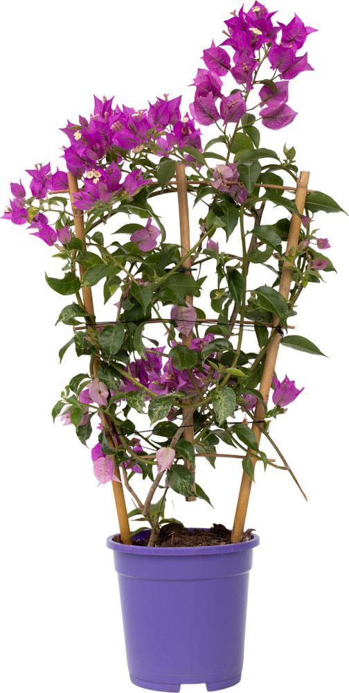 Bougainville - Bougainvillea 'Alexandra' - Höhe 50-60cm - ⌀17cm