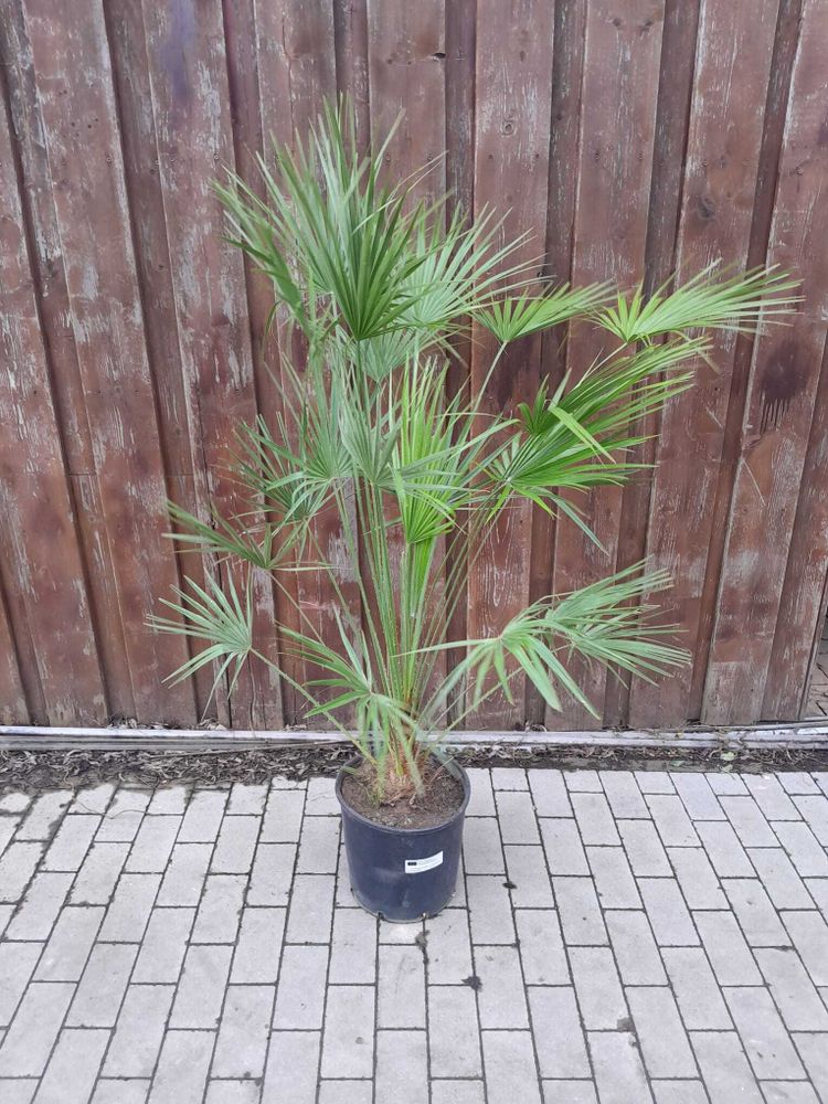 Zwergpalme 130–160 cm winterhart – Chamaerops humilis, mediterrane Gartenpalme für Terrasse & Balkon, robuste Europäische Palme