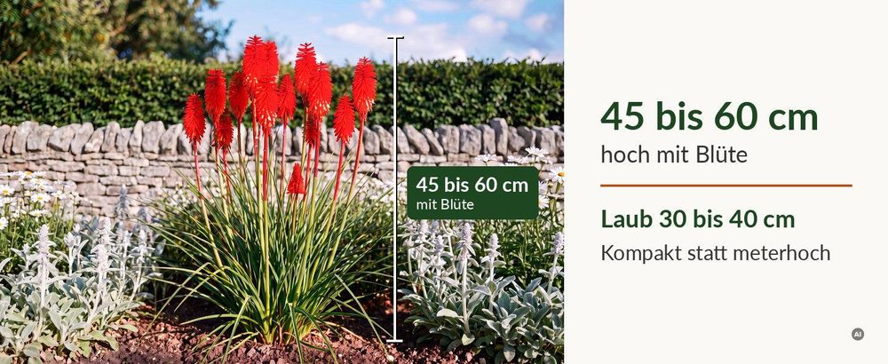 Kniphofia 'Redhot Popsicle' mit Maßbalken: 45 bis 60 cm mit Blüte