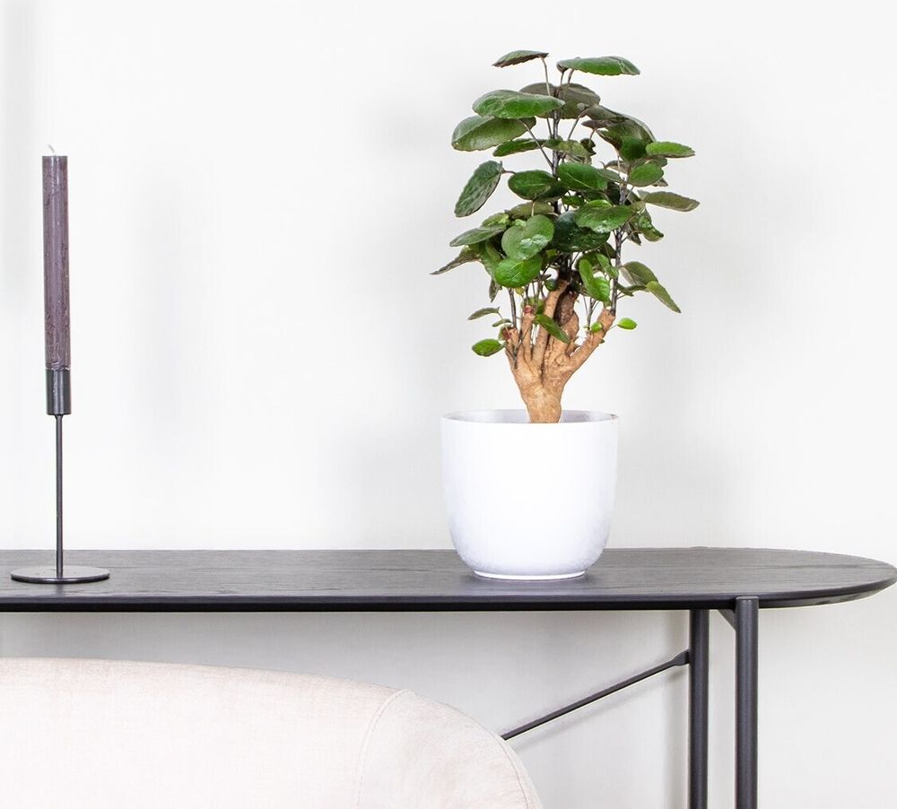 Bloomique - Polyscias Fabian - Aralie - Zimmerpflanzen - Pflegeleicht - Luftreinigend - Höhe 30-40 cm - Topf 12 cm