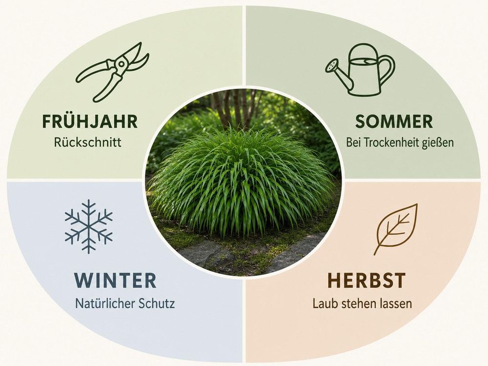 Pflegekalender Japanisches Berggras: Rückschnitt Spätwinter, feucht halten, winterhart