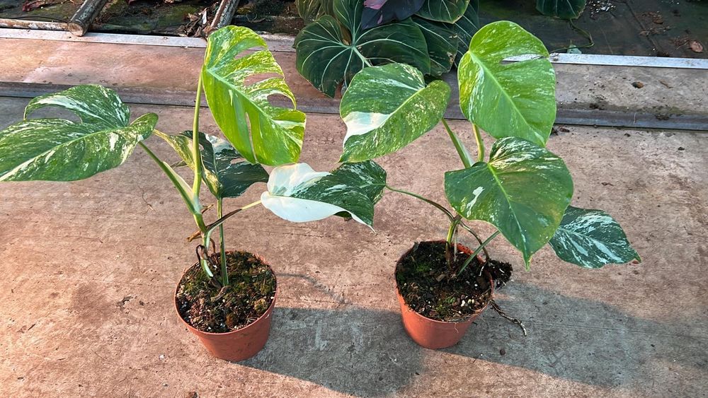 photinia red select Buy Red Tip Photinia Phoenix, AZ | Photinia x fraseri main image 1