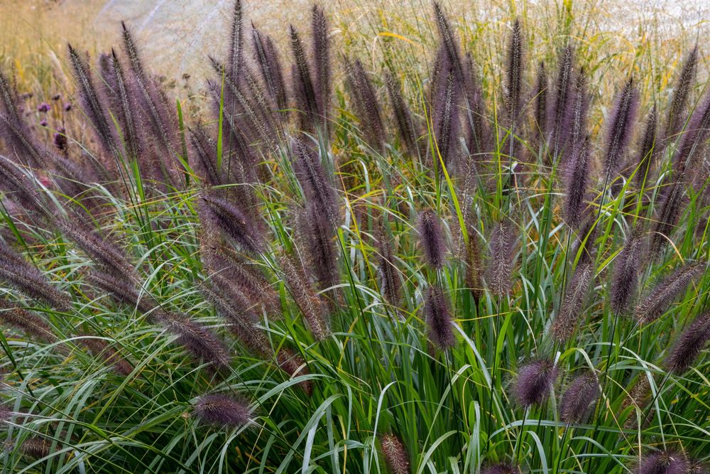 Pennisetum alopecuroides 'Black Beauty' mit fast schwarzen Blütenwedeln