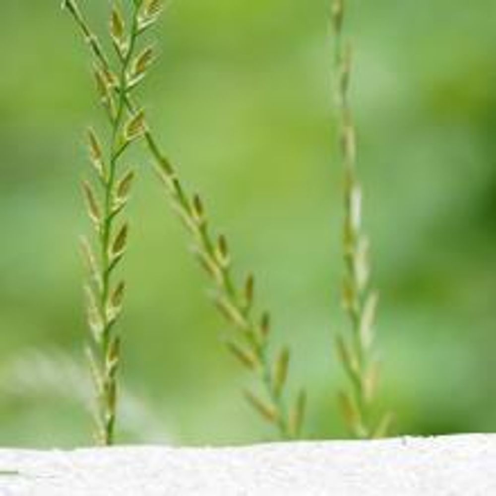 1 kg Rasensamen trockenresistent dürreresistent für Trockenrasen & Schattenrasen Samen Grassamen schnellkeimend, 40m², ideal für Neuansaat und Nachsaat, Rasensaat Grassamen