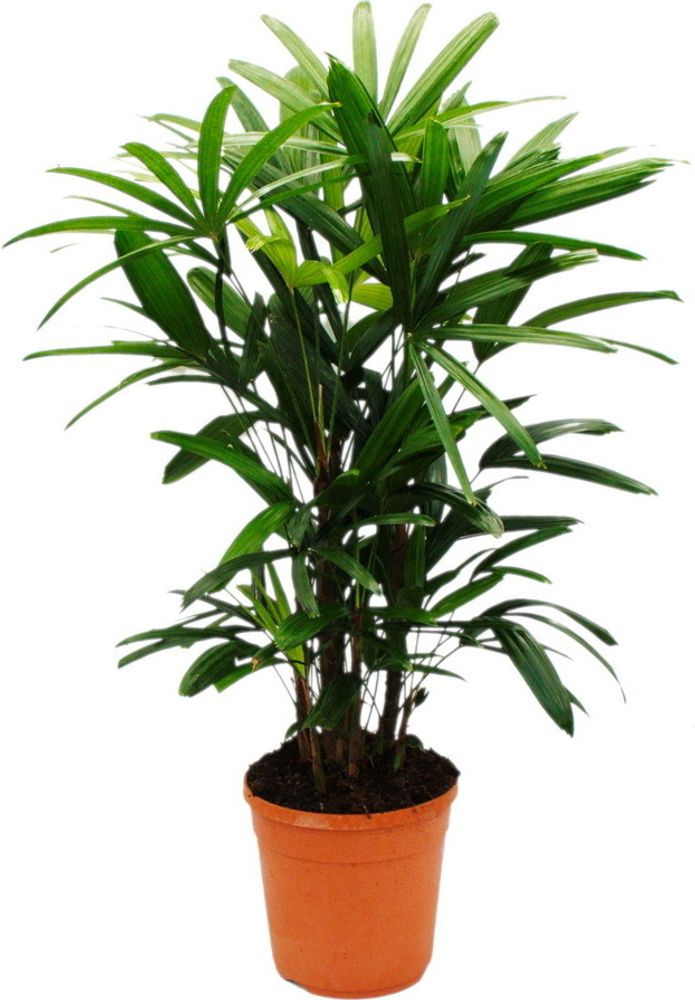 Steckenpalme - Rhapis excelsa - Bambuspalme - 21cm Topf - 80-100cm hoch