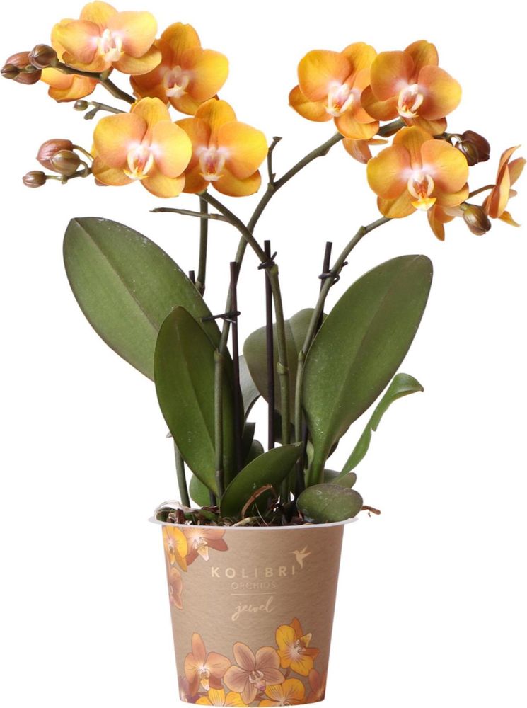 Kolibri Orchideen - Orange goldene Phalaenopsis Orchidee - Topfgröße 12cm - Juwel Las Vegas