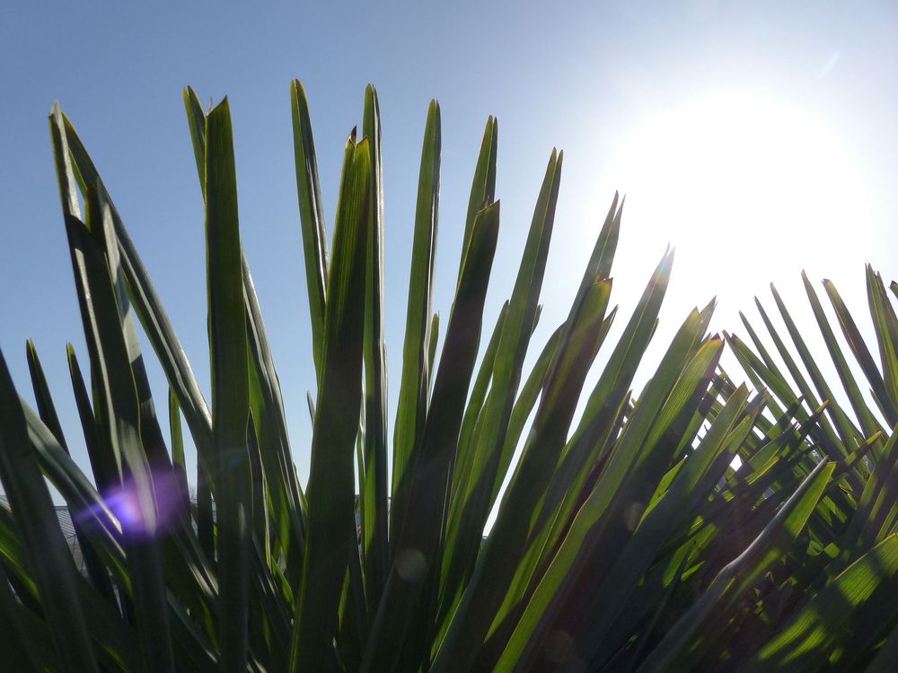 Hanfpalme "M" Palme Trachycarpus fortunei winterhart,