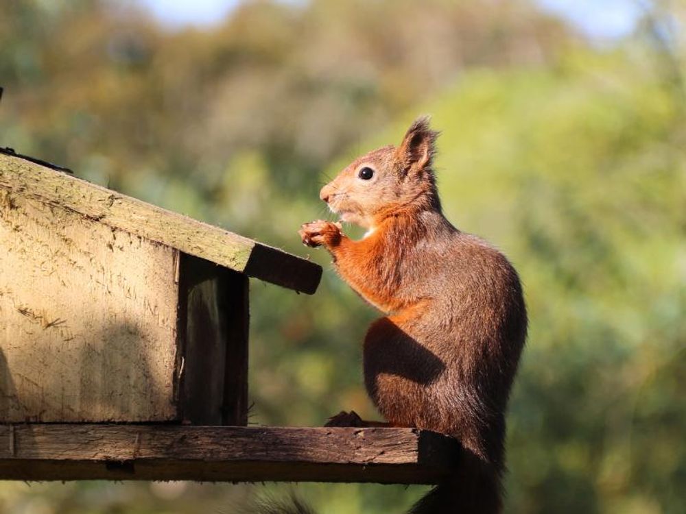 Eichhörnchen an Futterhaus