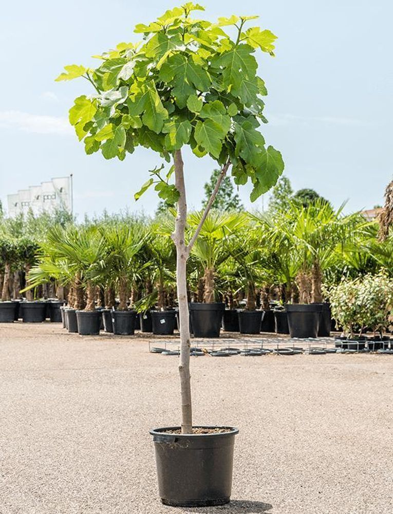 Feigenbaum Brown Turkey 160-200 cm – Ficus carica kräftiger Stamm winterhart süße Früchte