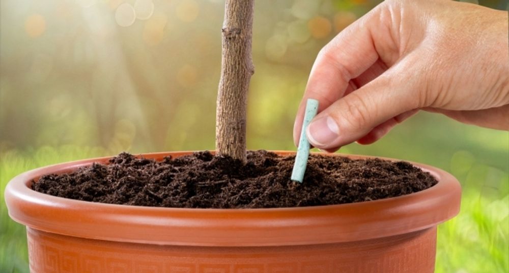 Meine Orangerie Düngestäbchen - 30 Sticks - bis zu 90 Tage Langzeitwirkung - mineralischer Zitrusdünger - Optimale Pflanzennahrung für Zitruspflanzen