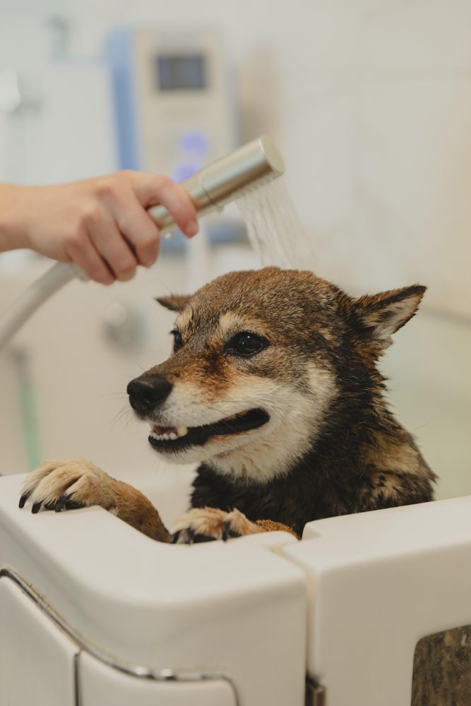 Pflegendes Hundeshampoo mit Keratin und Orangenöl für natürlichen Glanz.