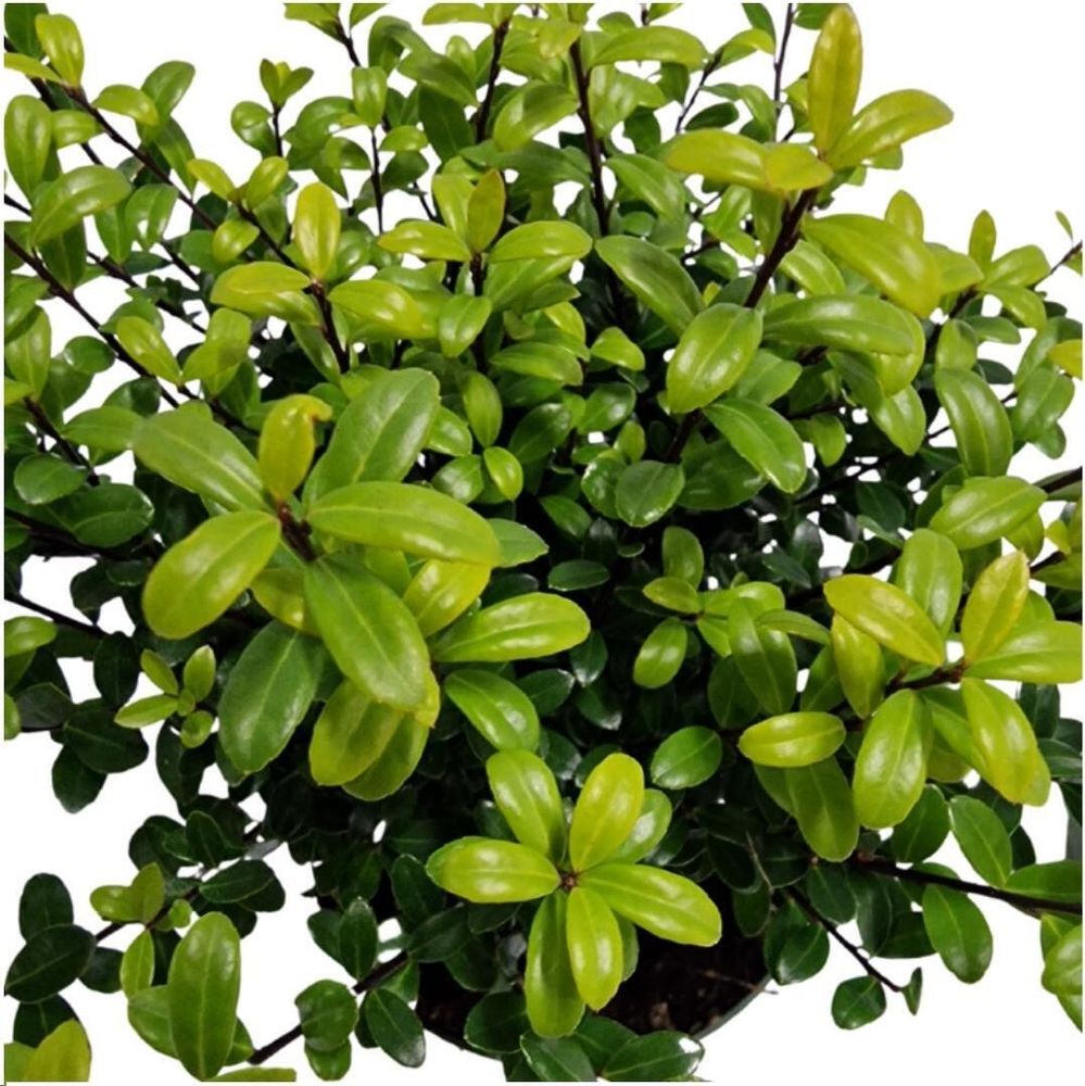 Plants by Frank | Stechpalmen Hecke | Ilex Crenata 'Jenny' | Heckenpflanzen | Winterhart | Immergrüne Hecke | Gartenpflanzen