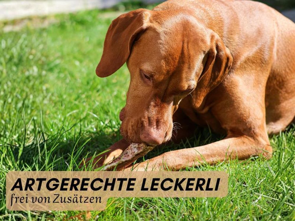 Hund kauft auf Kauartikel