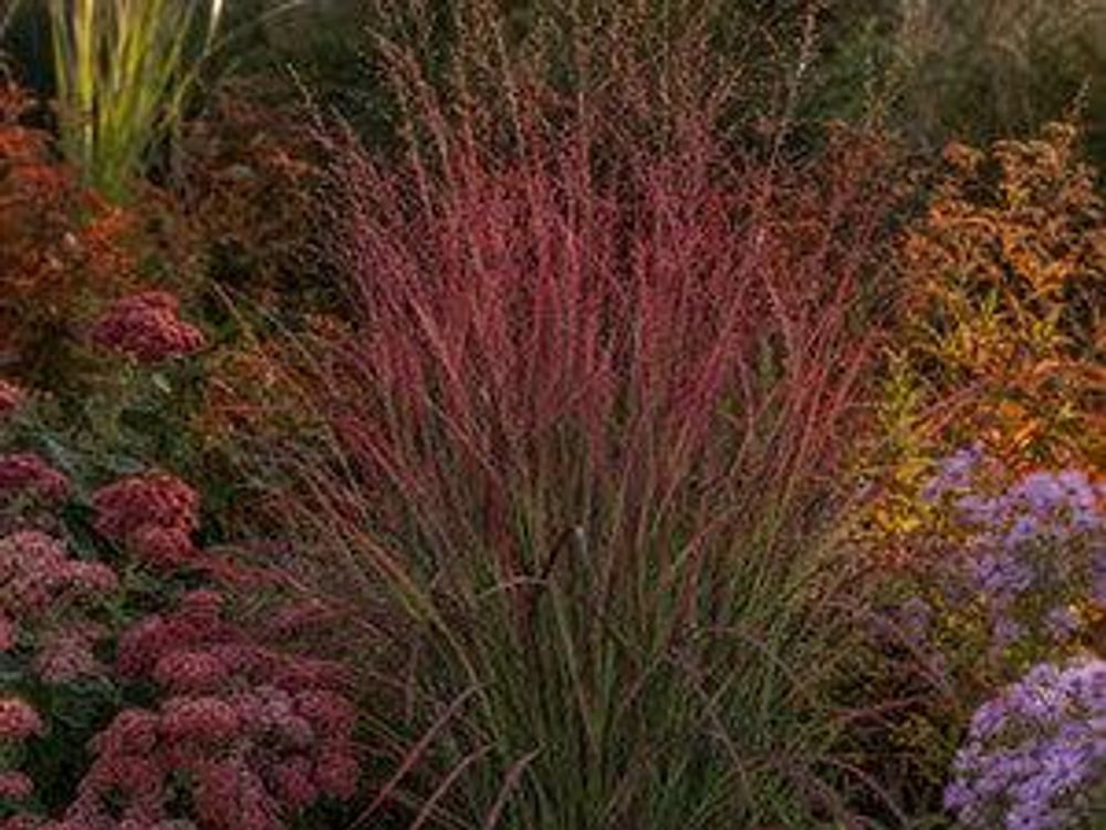 Herbstbeet in Rot-Orange-Tönen, 'Squaw' als leuchtendes Zentrum