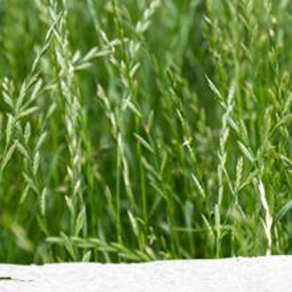 1 kg Rasensamen trockenresistent dürreresistent für Trockenrasen & Schattenrasen Samen Grassamen schnellkeimend, 40m², ideal für Neuansaat und Nachsaat, Rasensaat Grassamen