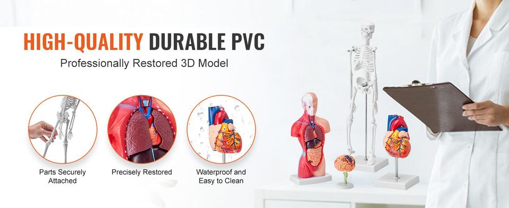 VEVOR 4-teilige Menschliche Anatomiemodelle Menschlicher Körper Anatomie Modell, Vollskelett/Vollorganset/Herz/Gehirn Abnehmbarer Menschlicher Körper