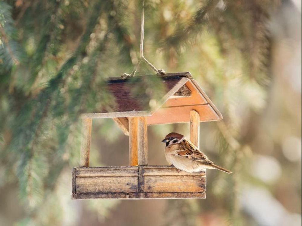 Vogel an Futterstelle