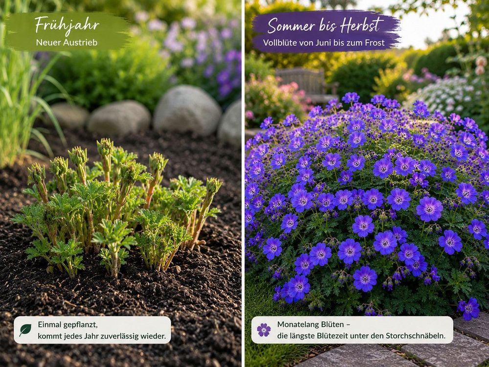 Geranium Rozanne Vorteile: mehrjährig, Dauerblüher, selbstreinigend, halbschattentauglich