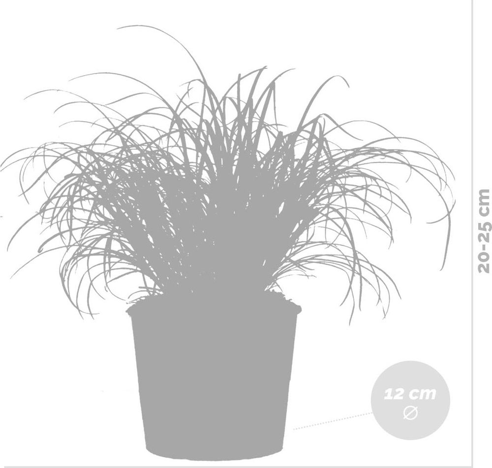 Bloomique - 6er Set - Cyperus Zumula - Katzengras Fertig Gewachsen - Zimmerpflanzen - Pflegeleicht - Haustierfreundlich - Höhe 20-30 cm - Topf 12 cm
