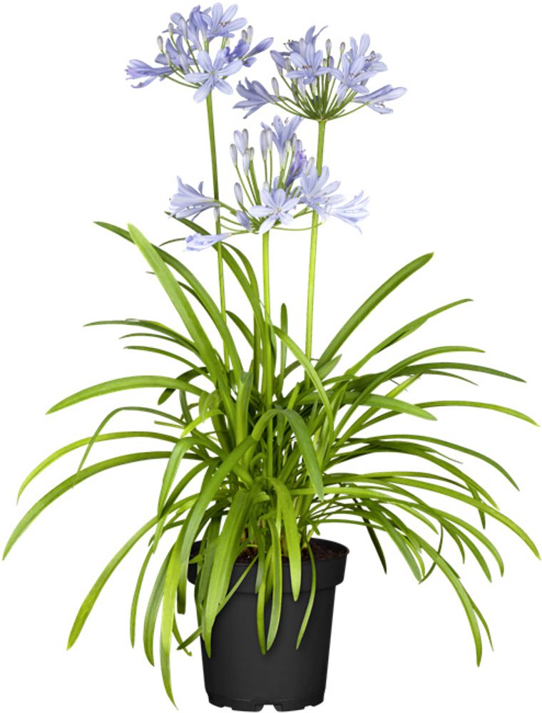 Agapanthus 'Northern Star', Schmucklilie, tiefblau, 2-3 Liter Container