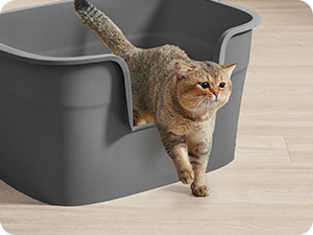 Feandrea extragroße Katzentoilette, für große Katzen, mit hohen Seitenwänden, Schiefergrau