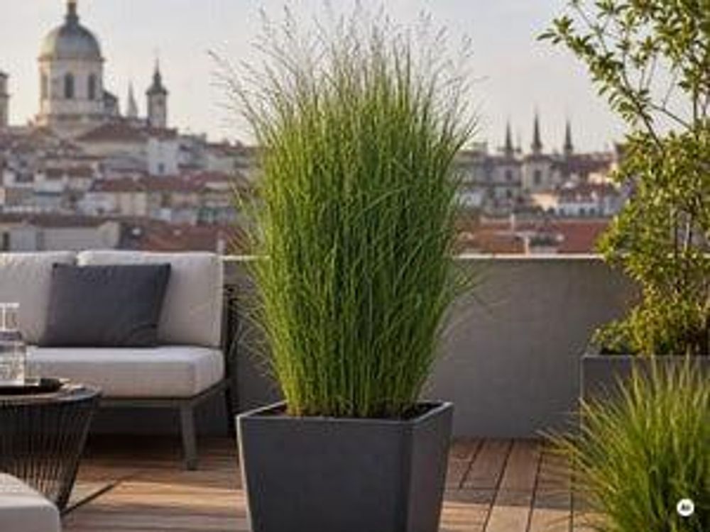 Ruten-Hirse Northwind im großen Kübel auf Dachterrasse