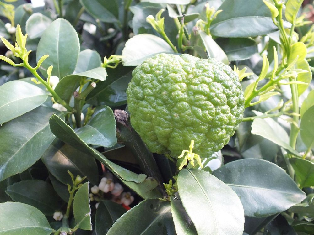 Römische Limette Pursha 70–100 cm | Citrus limetta Süße Limette | Mediterrane Zitruspflanze für Terrasse, Garten & Wintergarten