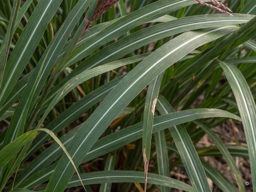 Dunkelgrünes Blatt mit silbrig-weißer Mittelrippe