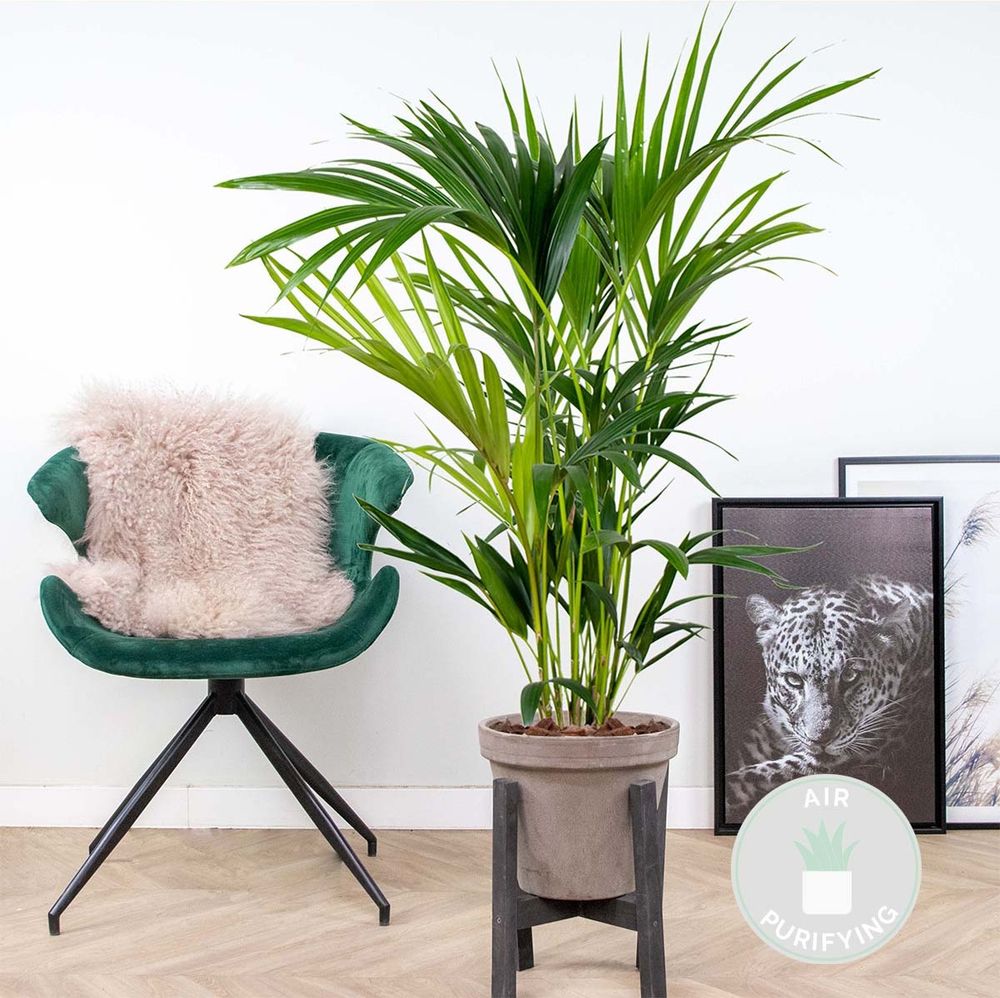 Bloomique - Howea Forsteriana - Kentia Palme - Zimmerpflanzen - Pflegeleicht - Haustierfreundlich - Höhe 90-100 cm - Topf 19 cm