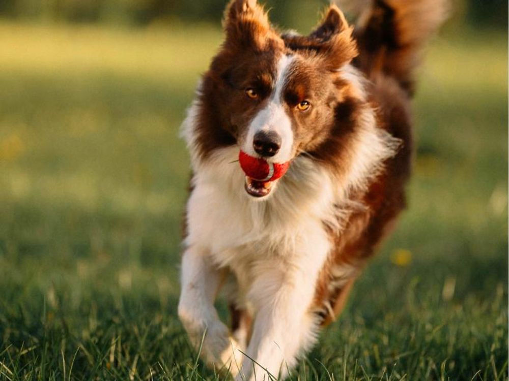 Hund mit Ball im Maul läuft auf die Kamera zu