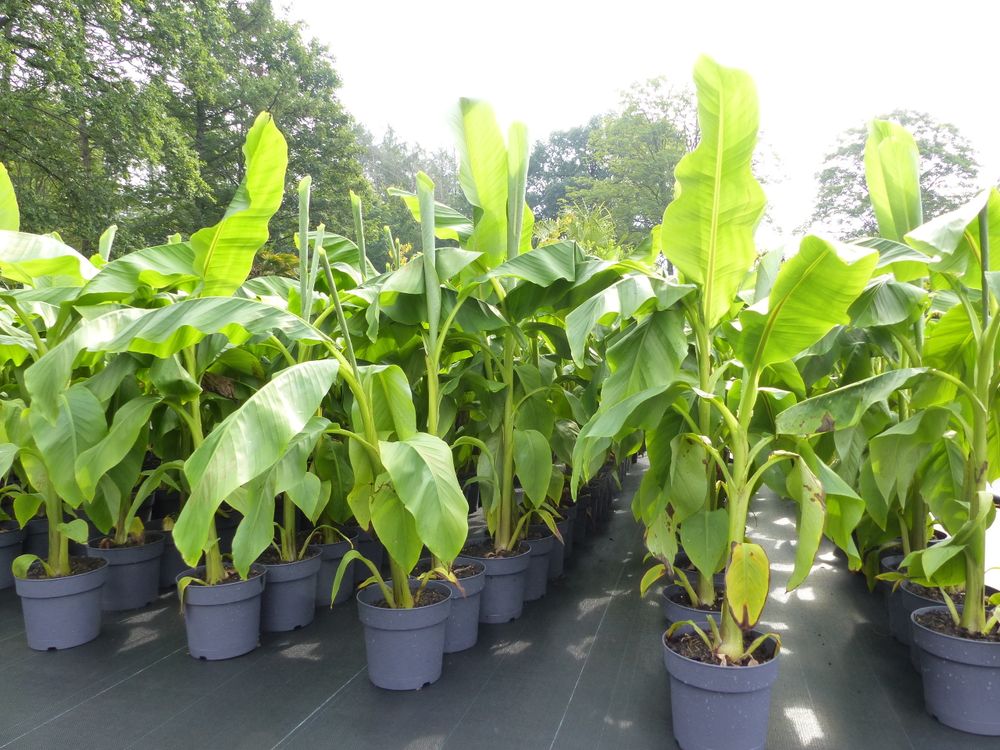 Bananenstaude Musa Basjoo 100 - 120 cm winterhart Staude japanische Faserbanane
