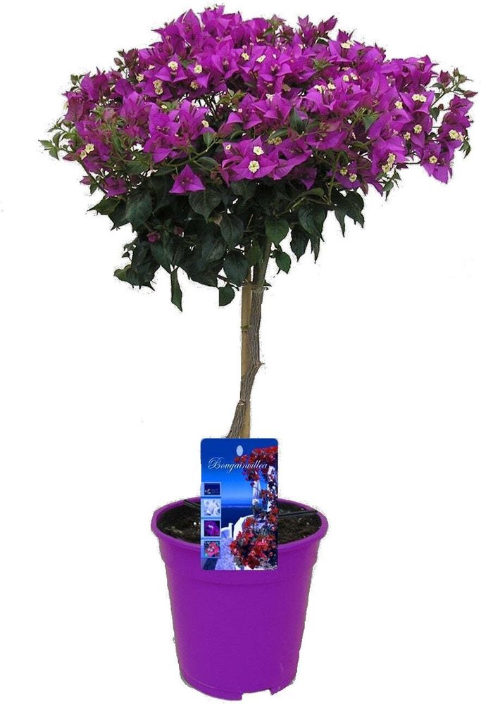 Bougainville - Bougainvillea 'Alexandra' - Höhe 50-60cm - ⌀17cm