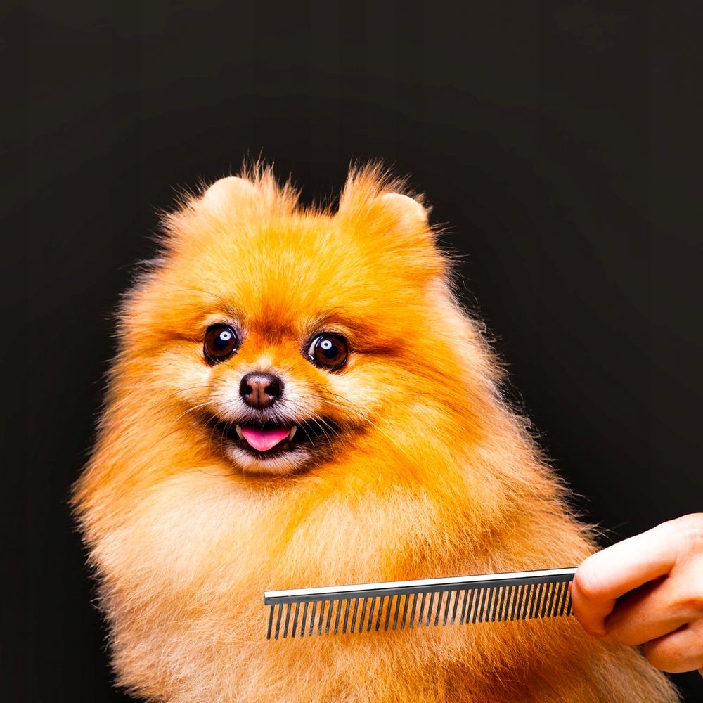 Fellscheren, 5 Feineinstellstufen Tier-Haarschneider, 12 Teiliges Hundeschermaschine-Set, 4 Grenzkämmen Schermaschine, Retoo