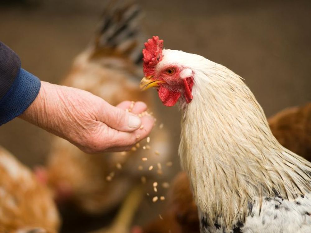 Huhn wird gefüttert