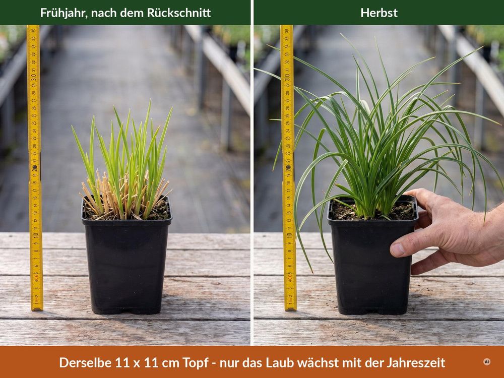 Lieferzustand im 11 x 11 cm Topf im Frühjahr und im Herbst