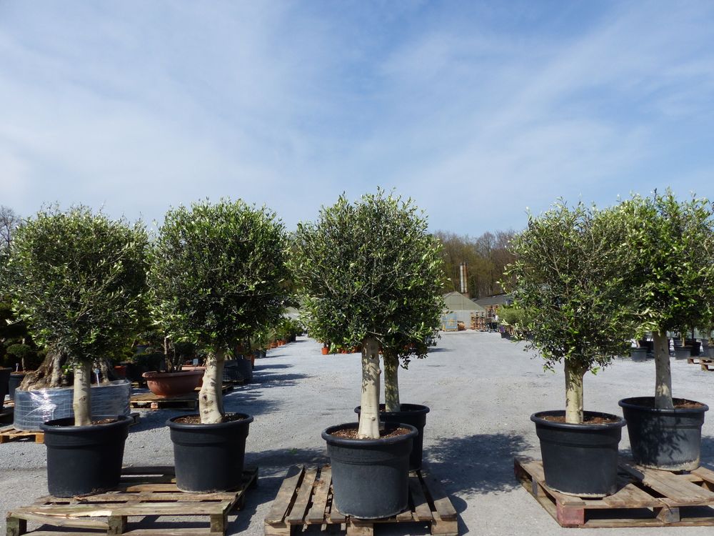 winterharter XL Olivenbaum  45 Jahre, dicke Stämme, winterhart