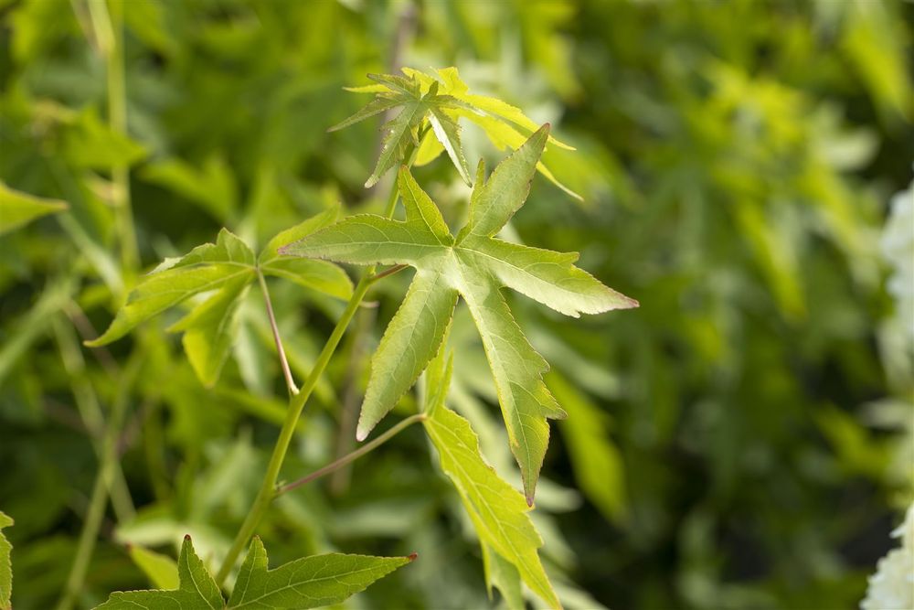 Liquidambar styraciflua 'Worplesdon', Amberbaum, 80–100 cm