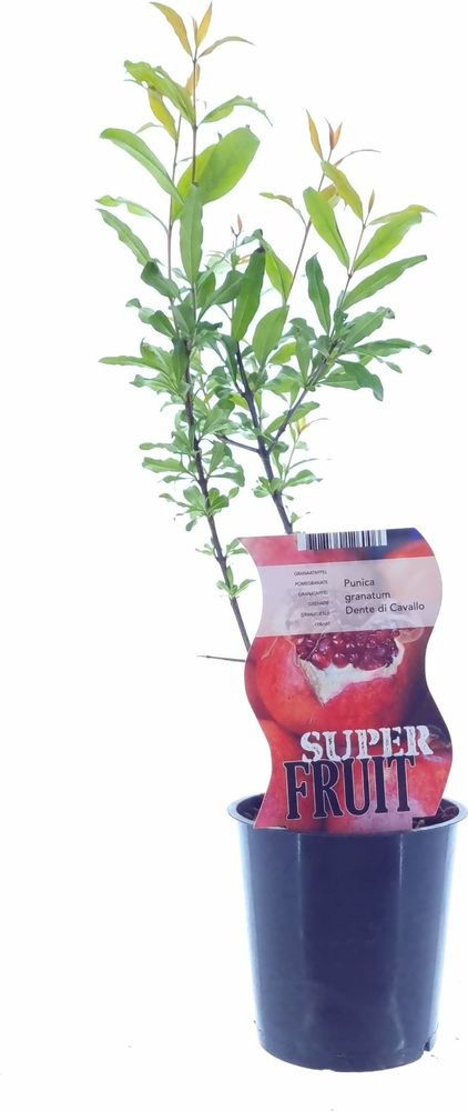 Granatapfel 25-40 cm 5 Stück - Punica Granatum - Obstbaum - Granatäpfel - Granatapfel Baum